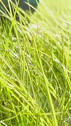 Noll handkontakt- Den hygieniska lösningen för hundägare